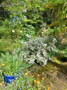 limites dans l'adoption article